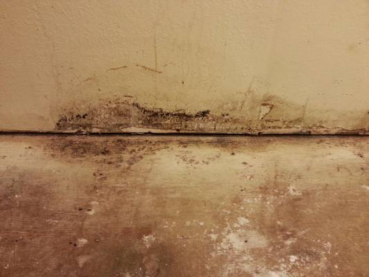 True or False: Using bleach is the best way to get rid of mould?