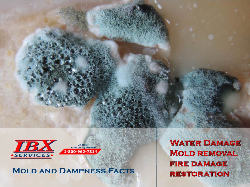 Mold, Dampness Facts and Tips | Mold Removal Company