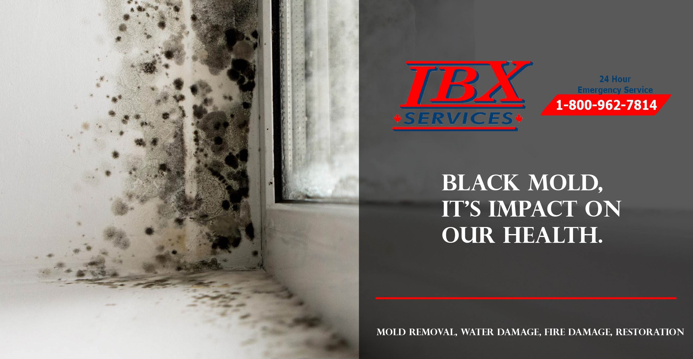 Black Mold, It’s Impact On Our Health