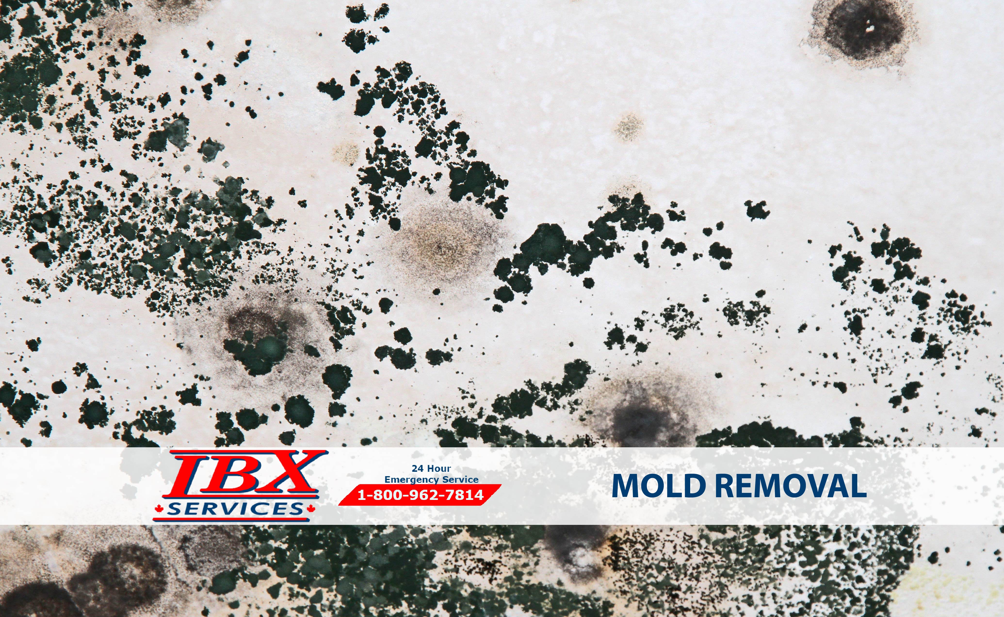 Mold Exposure | Prevention Tips