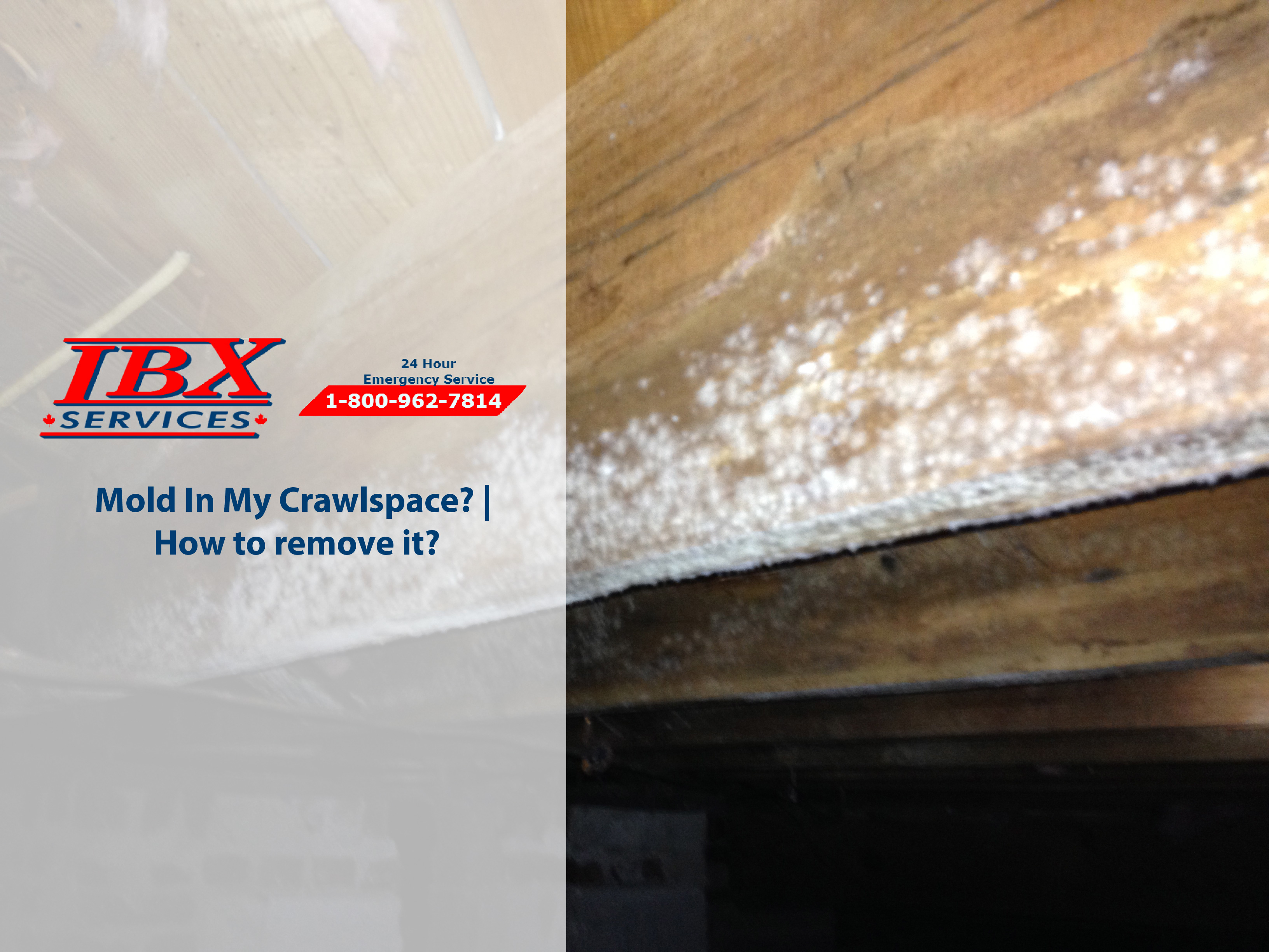 Mold In My Crawlspace? | How to remove it?