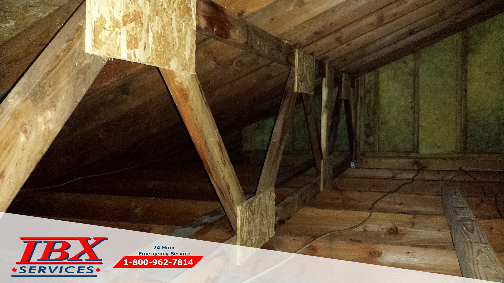 Attic Mold Removal | Choose IBX Services
