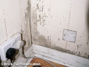 Mold on the Walls