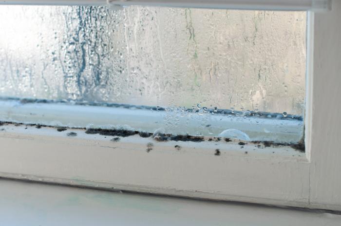 Condensation on window creating mold.
